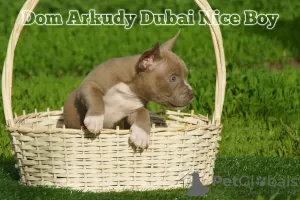 Фото №3. American Bully.  Россия