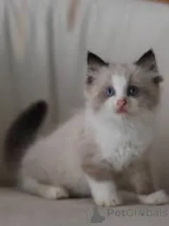 Фото №1. рэгдолл - купить в Вспоминание за 55567₽. Объявление №167751