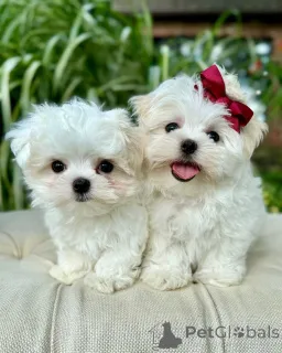 Фото №1. мальтийская болонка - купить в Хельсинки за 46384₽. Объявление №164002