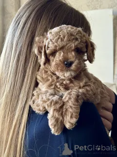 Фото №4. Продажа мальтипу в Большом Сочи заводчик - цена 12059719₽