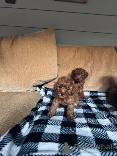 Дополнительные фото: Toy poodle. Premium puppies.