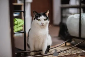 Фото №4. Продам  в Химках из приюта - цена Бесплатно