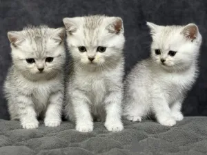 Фото №1. шотландская (скоттиш страйт) - купить в Минске за 13045₽. Объявление №163555