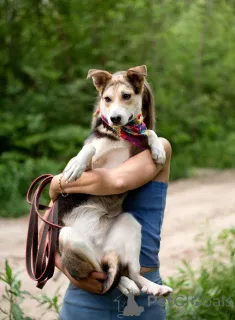 Дополнительные фото: Ума трогательная малышка, ей всего 10 месяцев ищет дом.