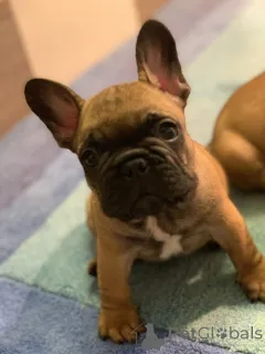 Дополнительные фото: Французский бульдог Од Куче Дон