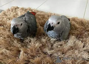 Фото №1. баварская горная гончая, бигль, бородатый колли, бельгийская овчарка - купить в Литл -Рок за договорная. Объявление №145247