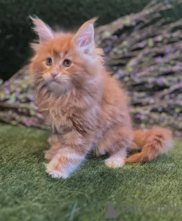 Фото №1. мейн-кун - купить в Баумхольдер за Бесплатно. Объявление №145308