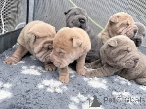 Фото №1. беспородная - купить в Айзлинген за договорная. Объявление №166138