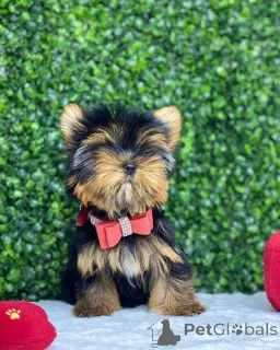 Фото №1. йоркширский терьер - купить в Пенсильванская печь за договорная. Объявление №149979