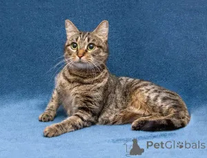 Дополнительные фото: Малышка Муся ищет дом и любящее сердце