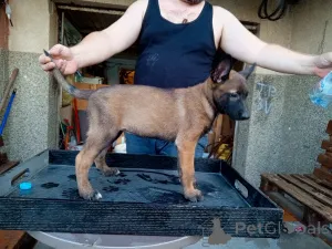 Дополнительные фото: Высококачественные бельгийские щенки малинои