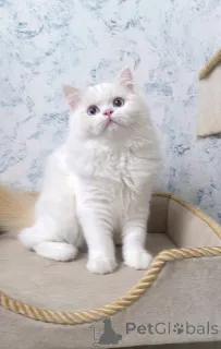 Дополнительные фото: Шотландские котята