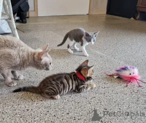 Дополнительные фото: чистокровный тойгер