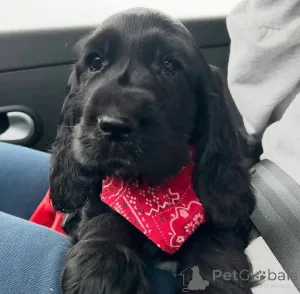 Фото №1. английский кокер-спаниель - купить в Варшаве за договорная. Объявление №164771