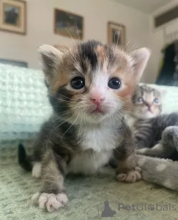 Фото №1. манчкин - купить в Гамбург за 32468₽. Объявление №149162