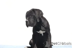 Дополнительные фото: Ciara of Spqr Corso FCI -родословная