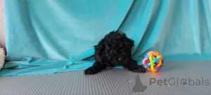 Фото №1. пудель (той) - купить в Хельсинки за 46384₽. Объявление №164028