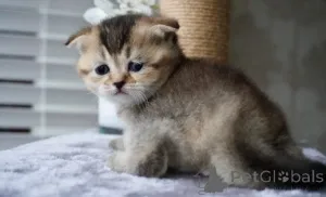 Фото №3. Манчкин-Кетчен. Германия