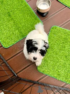 Фото №1. котон-де-тулеар - купить в Ниже за 27830₽. Объявление №167366