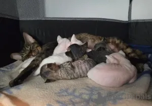 Фото №1. девон рекс - купить в Берлинген за 83490₽. Объявление №160324