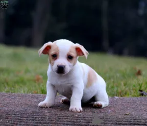 Фото №3. Качественные щенки Lilac & Tan Jack Russell Terrier.  Румыния