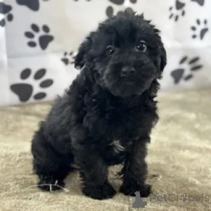 Фото №1. йоркширский терьер - купить в Нью-Йорке за 44934₽. Объявление №167064