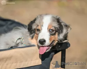 Дополнительные фото: Miniature American Shepherd FCI