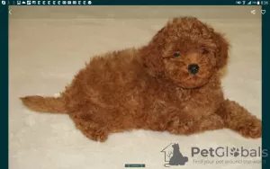 Дополнительные фото: Poodle Toy