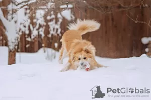 Фото №4. Продажа беспородную в Москва  - цена Бесплатно