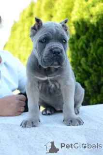 Дополнительные фото: Кане Корсо, сука и кобель