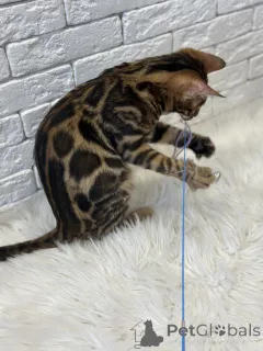 Дополнительные фото: Шикарный Бенгальский кот