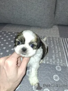 Фото №4. Продажа лхасского апсо, немецкого шпица, померанского шпица, ши-тцу в Вильнюсе частное объявление, из питомника, заводчик - цена 64937₽