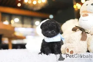 Фото №4. Продажа пуделя (той) в Калифорния заводчик - цена договорная