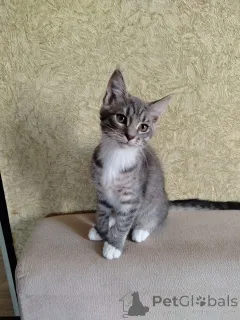 Фото №3. Милые котята мейн-кун, метисы.. Беларусь