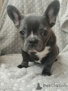 Фото №2 к объявлению №166528 о продаже французского бульдога - купить в Беларуси частное объявление