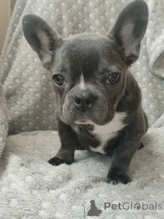 Фото №3. Французский бульдог.  Беларусь