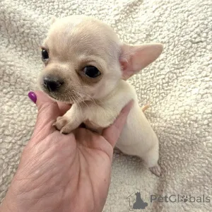Дополнительные фото: ЭКСТРА маленькие щенки чихуахуа