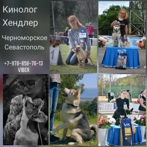 Фото №1 Услуга кинолога в Севастополе. Цена 500₽. Объявление №4850