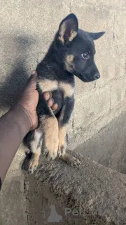 Фото №2 к объявлению №166113 о продаже немецкую овчарку - купить в Германии 