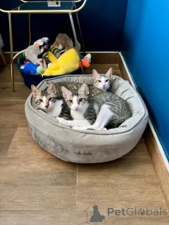 Фото №2 к объявлению №163744 о продаже персидская - купить в Финляндии частное объявление, из приюта