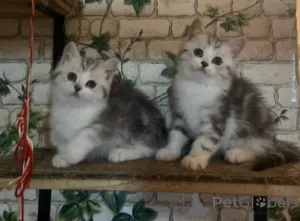 Фото №3. Котята Манчкин. Германия