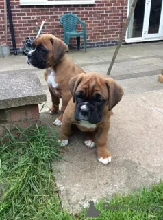 Фото №1. немецкий боксёр - купить в Берлине за договорная. Объявление №156756