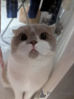 Фото №2 к объявлению №165880 о продаже британская короткошёрстная - купить в Бельгии заводчик