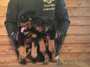 Дополнительные фото: Щенки ротвейлера