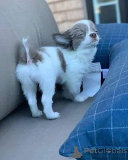 Фото №3. У нас есть щенки чихуахуа, которые ищут новый 5-звездочный дом и не работают.  Великобритания