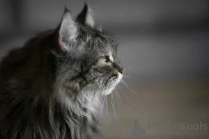 Дополнительные фото: Каждой кошке нужен дом.