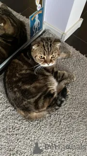 Фото №2 к объявлению №139037 о продаже шотландская вислоухая (скоттиш фолд) - купить в России 