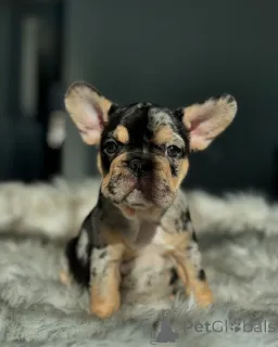 Фото №3. Французские бульдоги щенки для усыновления.  Германия