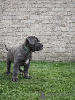 Дополнительные фото: Щенки кане корсо