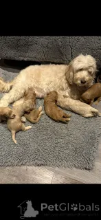 Фото №3. Apricot F2 cockapoo. Sekä hänen äitinsä että isänsä olivat F1 cockapoita..  Финляндия